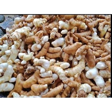 jual gram temu putih kunyit putih segar shopee indonesia