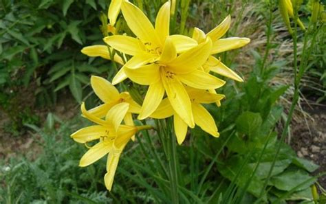 Лилейник (31 фото). Сорта лилейников с описанием и посадкой в грунт