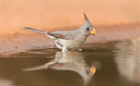 Pyrrhuloxia | Audubon Field Guide