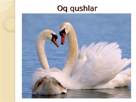 7-sinflar uchun zoologiya fanidan "Qushlar" mavzusida ochiq dars ishlanmasi