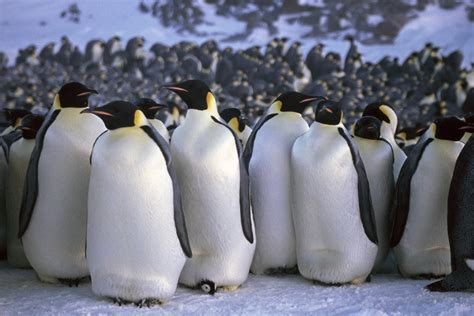 Emperor Penguins in Antarctica