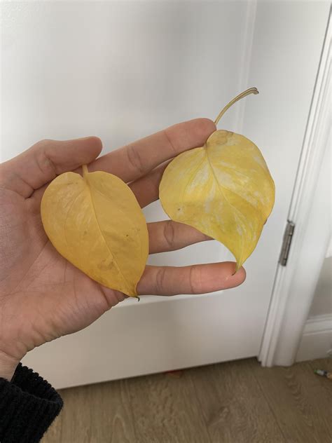 Totally lost, see details in comments : r/plantclinic