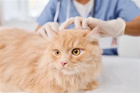 Roundworms in Cats | Great Pet Care