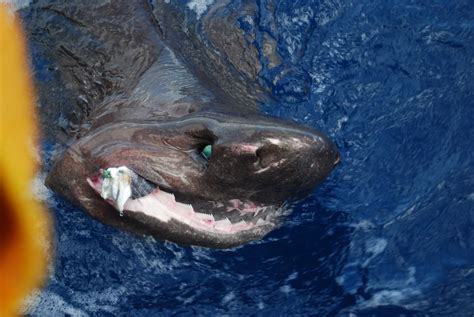 Bluntnose Sixgill Shark : r/natureismetal