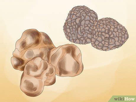How to Grow Truffles: 13 Steps (with Pictures) - wikiHow