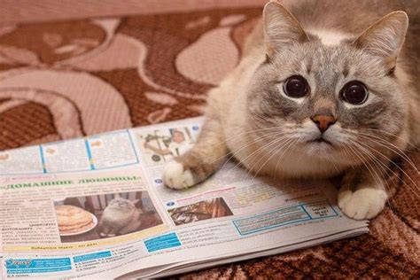 blini cat with newspaper | Blini Cat | Know Your Meme