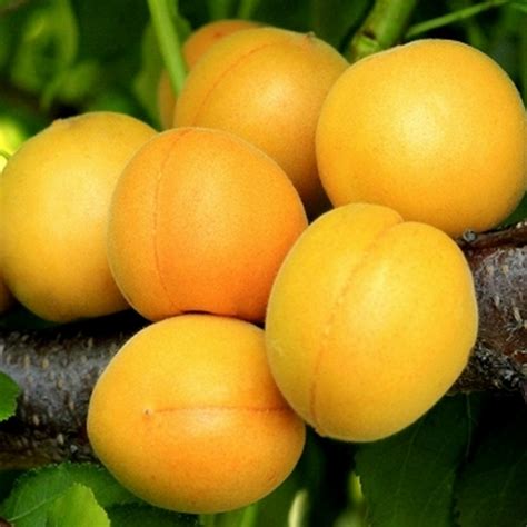 Абрикоси - саджанці дерев абрикоса поштою всіх сортів, купити в Києві ...