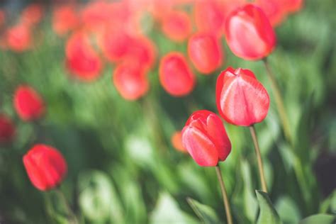 Red Tulips Royalty-Free Stock Photo