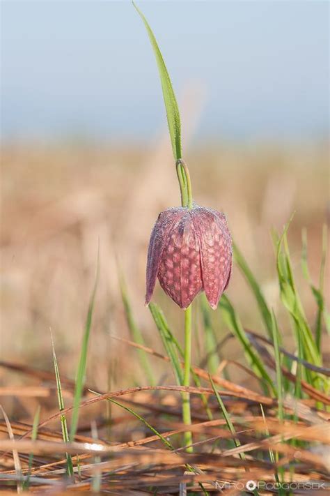 Močvirski tulipan (Fritillaria meleagris) – Miro Podgoršek