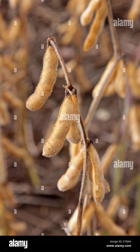 Soybean crop hi-res stock photography and images - Alamy