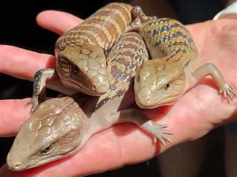 Baby Blue Tongue Lizard