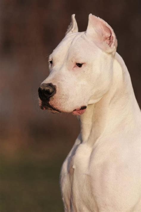278 Best images about Dogo Argentino on Pinterest | Dogo argentino dog ...
