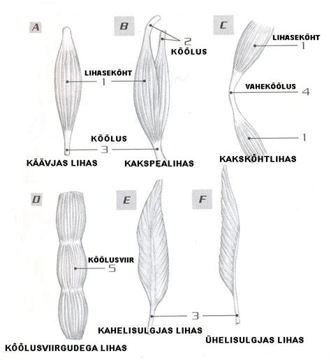 INIMESE ANATOOMIA - Konspekt | Bioloogia
