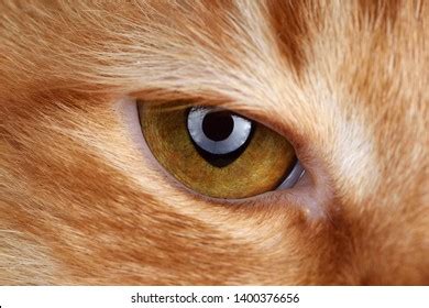 263 Round Cats Pupils Images, Stock Photos & Vectors | Shutterstock