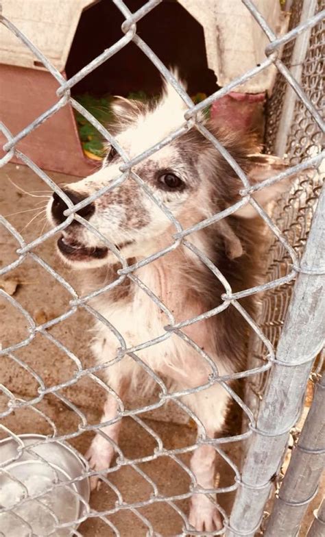 Furless Rescue Dog Finally Gets Adopted And Recovers To Become The ...