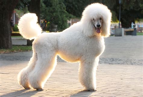 Poodle: Character & Ownership - Dog Breed Pictures - dogbible