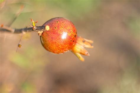 Pomegranate Fruit - Free photo on Pixabay