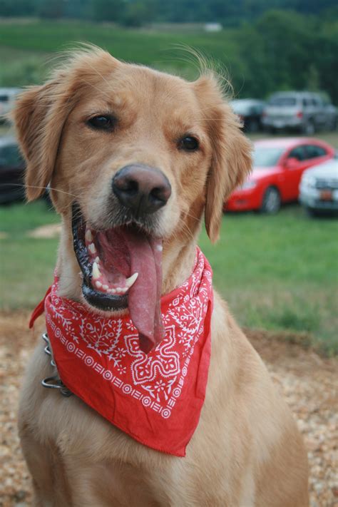 Sept/Oct dog-friendly events | Two Dog Tales