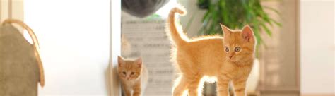 Kitten Socialisation - Falcon Vet