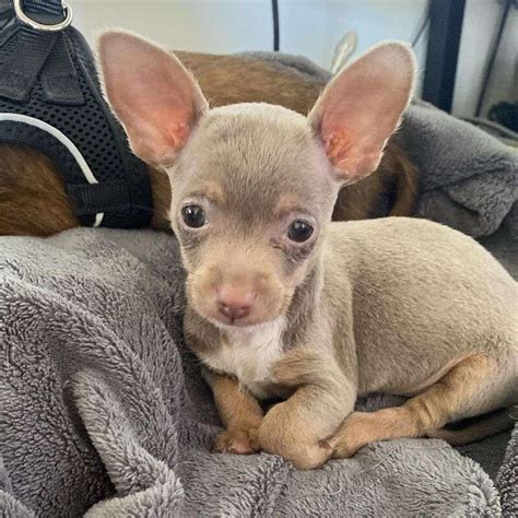 9 Unique Chihuahua Colors That Are Truly One Of A Kind