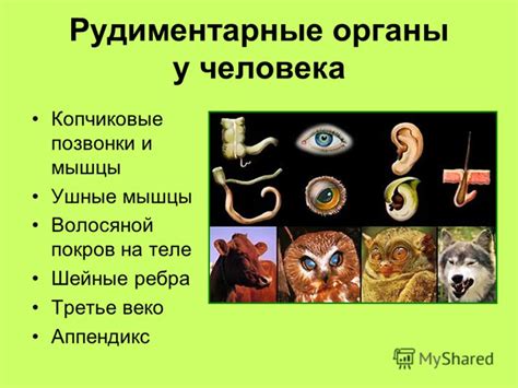 Презентация на тему: "Эволюция органического мира как процесс ...