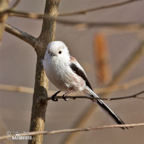 Aegithalos caudatus Pictures, Long-tailed Tit Images, Nature Wildlife ...