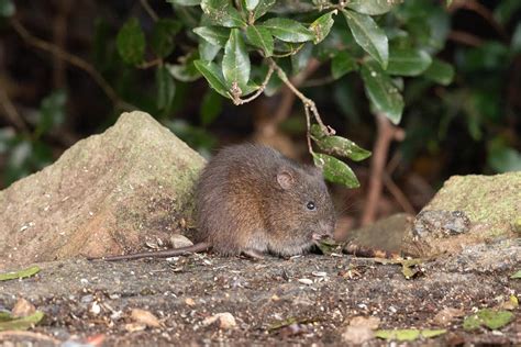 Why don’t people care about Australia’s native rodents? The problem ...