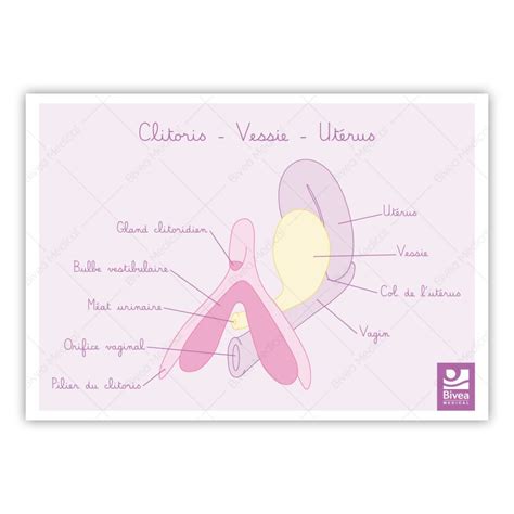 illustration anatomique clitoris vessie  uterus bivea