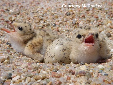 Piping Plover - Nest, Eggs, Chicks | Tern and Plover Conservation