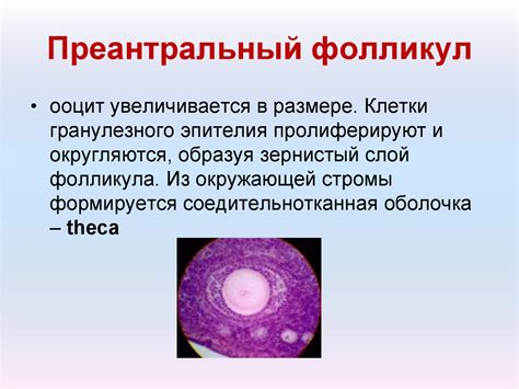 Кафедра акушерства и гинекологии педиатрического факультета ГОУ ВПО ...