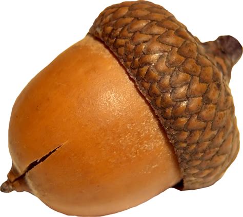 Acorn PNG Image | Acorn, Png, Acorn image