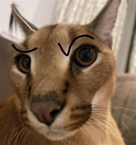 Big Floppa: The Adorable Meme Sensation