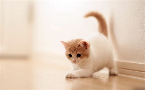 Full HD Wallpapers Of Cute Cats For Dell Laptop - Wallpaper Cave