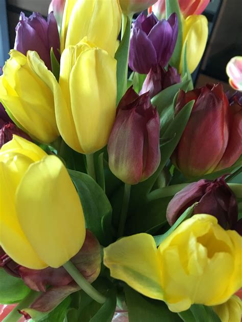 Tulipanes | Plants, Flowers, Vegetables