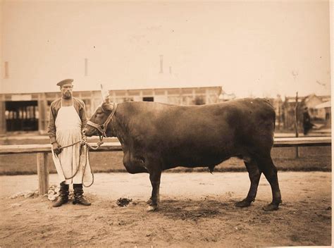Выставка племенного рогатого скота. Москва 1896: humus — LiveJournal