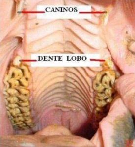 Odontologia Equina - Cavalo com 'dente de lobo' - Cavalus