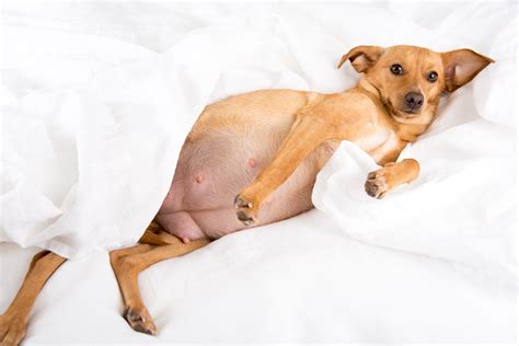 Gestação de cachorro: Sintomas e cuidados | PEDIGREE®
