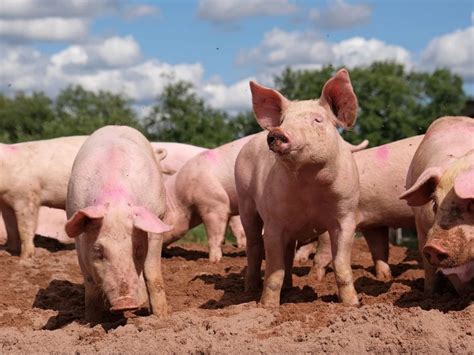 domestic pig facts diet habitat pictures  animaliabio