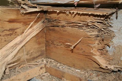 What are termites and their damage caused to home | TurfGator