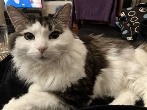 Finn the cat is looking for a new lovely home in the Montréal area