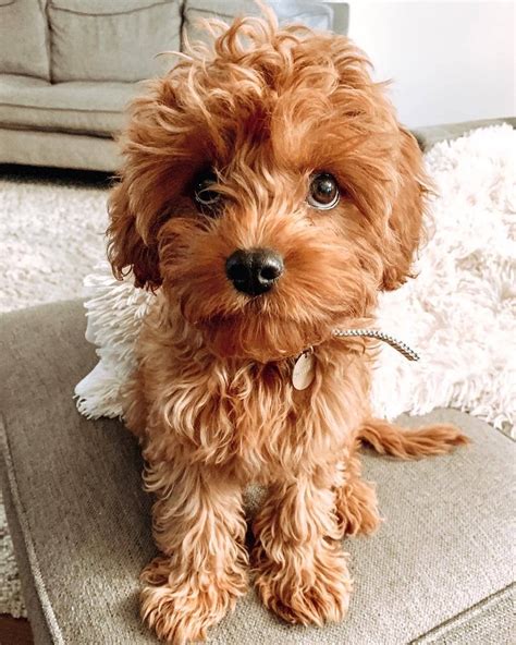 Cavapoo Puppies: Information, Characteristics, Facts, Videos #cavapoo # ...