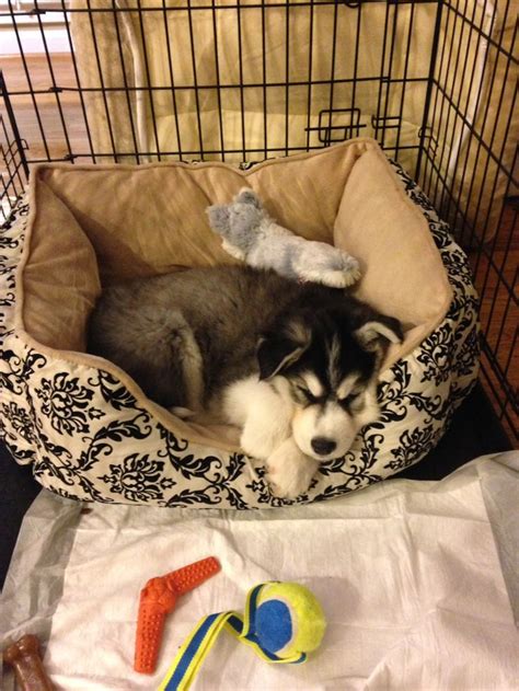 Sleeping husky puppy | Husky puppy, Cute animals, Puppies