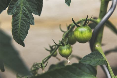 Tomato Tips: Preventing Fungal Diseases | Southern Exposure Seed Exchange