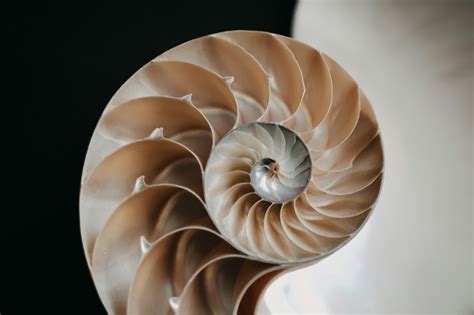 quick question    fibonacci sequence