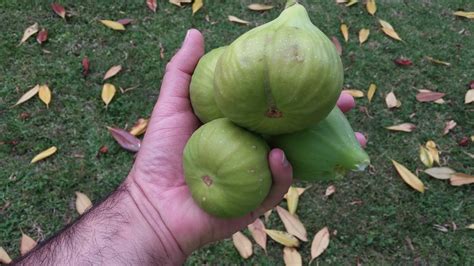 Figs Photo Collection Around the World: Armenian Fig