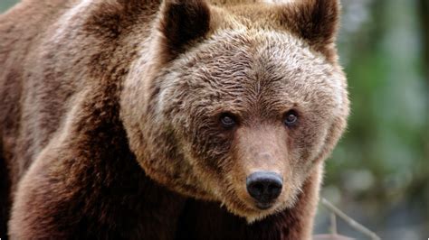 massive bear steals cooler  wild video  outkick