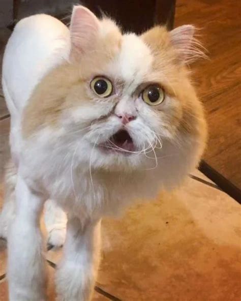 Удивленные коты! Чему вы так удивлены?! 🐾