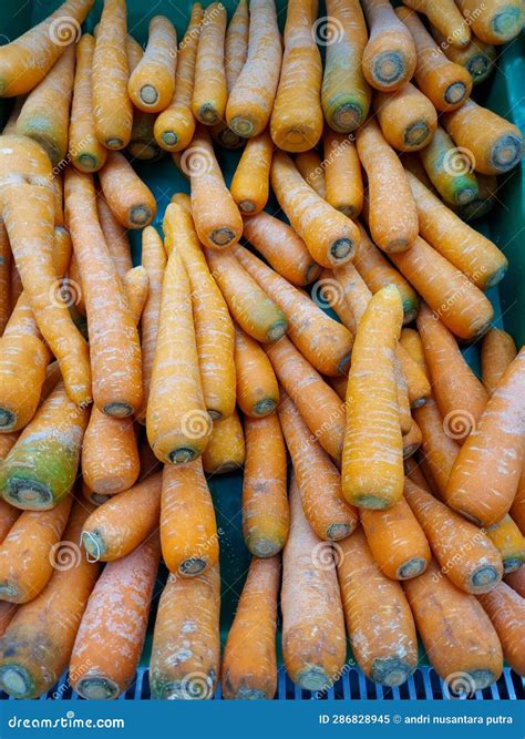 Carrots are Biennial Plants that Store Large Amounts of Carbohydrates