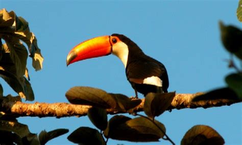 Animais Mato Grosso Do Sul - FOTOS DE MATO GROSSO DO SUL: ANIMAIS DO PANTANAL 5
