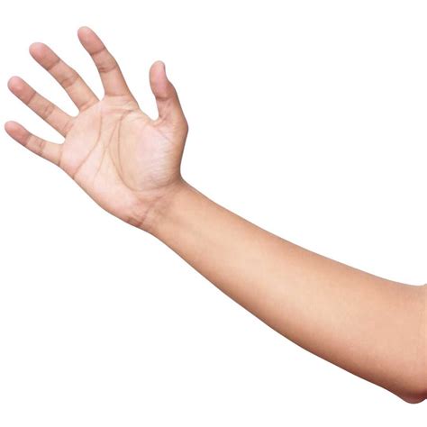 Muscle Breakdown: Flexor Carpi Radialis